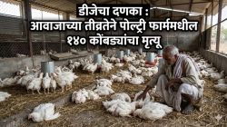 “डीजेच्या आवाजामुळे माझ्या १४० कोंबड्या दगावल्या”, पोल्ट्री चालकाचा डीजेवर आरोप; गुन्हा दाखल