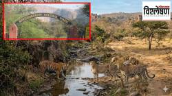 विश्लेषण : वाघ-बिबटे-चित्ते एकाच जंगलात… कित्येक दशकांनंतर भारतात अभूतपूर्व योगायोग!