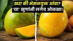 गोड, रसाळ आंबा निवडताना ‘या’ ३ खुणांकडे असू द्या नजर; तज्ज्ञांनी सांगितली भेसळ ओळखण्याची योग्य पद्धत, पाहा VIDEO
