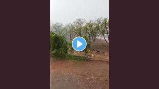 heavy-rain-and-hailstorm-lash-sangli-district-major-damage-to-mango-and-grapes
