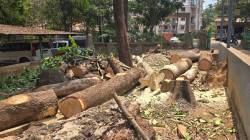 ​कुंपणानेच शेत खाल्ले! सावंतवाडी वनविभागाच्या आवारातच झाडांची कत्तल; संताप व्यक्त