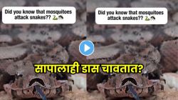निसर्गाचा विचित्र खेळ! सापालाही डास चावतात का? फोटोत कैद झालं धक्कादायक सत्य; VIDEO पाहून विश्वास बसणार नाही!