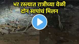 snake mating romance video