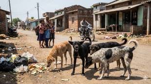 Stray dog menace in Nagpur | Dog bite cases in Maharashtra | Rural Nagpur dog attack statistics | Animal birth control issues in India | Public health risk from stray dogs