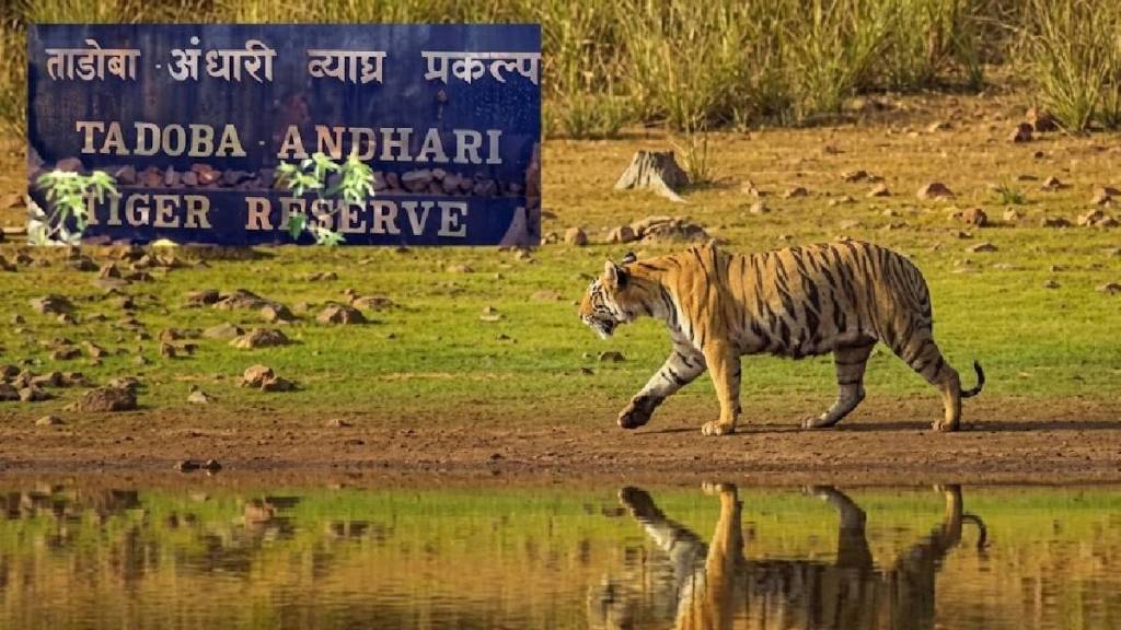 Tadoba Andhari Tiger Reserve Safari timings 2026 | Nagpur Wildlife Tourism summer updates | Tadoba tiger sighting morning evening slots | Chandrapur forest safari schedule changes Tadoba Andhari Tiger Reserve Safari timings 2026 | Nagpur Wildlife Tourism summer updates | Tadoba tiger sighting morning evening slots | Chandrapur forest safari schedule changes