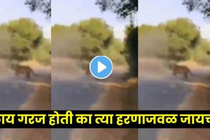 Viral Tiger Attack Video