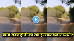 बापरे! निसर्गाशी खेळ भारी पडला… एक चूक आणि सगळं बदललं! हरणाजवळ उभा राहिला अन् पुढच्याच क्षणी झुडपातून वाघ धावला आणि… VIDEO पाहून हादराल!