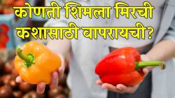 २ प्रकारच्या शिमला मिरची! एक गोड तर दुसरी तिखट; कोणती कशासाठी वापरायची? तज्ज्ञांनी सांगितली ट्रिक