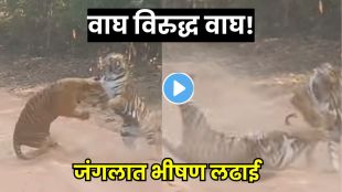 Two Tigers Clash in Intense Territorial Fight in Jungle