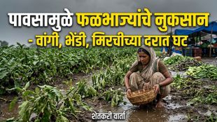 pune-market-yard-vegetable-prices-drop-unseasonal-rain-impact-fruit-vegetable-arrival