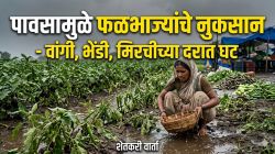 पावसामुळे फळभाज्यांचे नुकसान – वांगी, भेंडी, मिरचीच्या दरात घट