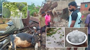 massive-hailstorm-lashes-karad-south-heavy-crop-loss-and-livestock-deaths-reported