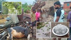 तुफान गारपिटीच्या तडाख्यात कराड दक्षिणेत प्रचंड नुकसान, उभी पिके मातीमोल झाली तर, अनेक ठिकाणी पशुधन दगावले