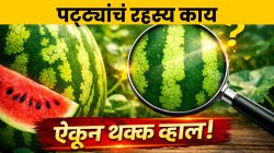 कलिंगडावर हिरव्या पट्ट्या का असतात? कारण ऐकून व्हाल थक्क; आतापर्यंत कुणालाच माहीत नव्हतं ‘हे’ रहस्य!