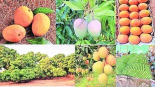 Konkan Hapus Mango crop damage due to rain | Ratnagiri Alphanso production loss 2026 | Maharashtra Mango farmers crisis | Climate change impact on Hapus Mohar