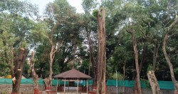 महापौर बंगल्यातील २० झाडांवर कुऱ्हाड ! कारण की…