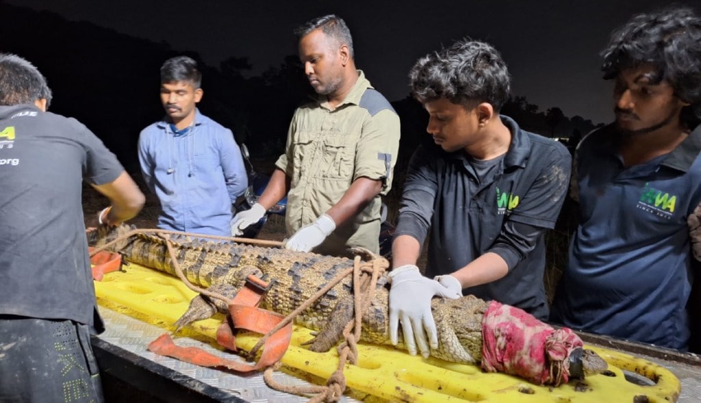 5 feet long crocodile captured in Mira Bhayander | Mandvi Pada crocodile rescue operation | Forest Department Mumbai wildlife rescue | Sanjay Gandhi National Park border crocodile sighting 5 feet long crocodile captured in Mira Bhayander | Mandvi Pada crocodile rescue operation | Forest Department Mumbai wildlife rescue | Sanjay Gandhi National Park border crocodile sighting