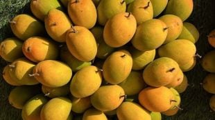 Mumbai APMC Market Mango Arrival | Konkan Ratnagiri Hapus Mango Prices | Akshaya Tritiya Mango Shopping Mumbai | Vashi Fruit Market News Today