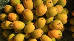Pune Hapus Mango Price: यंदा अक्षय्य तृतीयेला हापूस आंब्याची गोडी कमीच! आवक कमी झाल्याने किमतीत वाढ