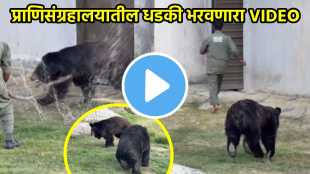 bear attack zookeeper video viral
