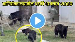 नरभक्षक अस्वल कर्मचाऱ्याचा करत होता पाठलाग अन्…; प्राणीसंग्रहालयातील धडकी भरवणारा VIDEO