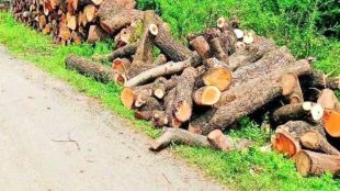 Pune Ganeshkhind Road tree cutting controversy | PMC Commissioner Naval Kishore Ram statement | Vandana Chavan protest against tree felling | Pune Metro road widening environmental impact