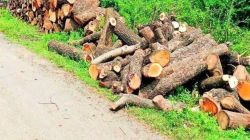 गणेशखिंड रस्त्यावरील झाडे तोडणार, आयुक्तांनी केला मोठा दावा; म्हणाले…