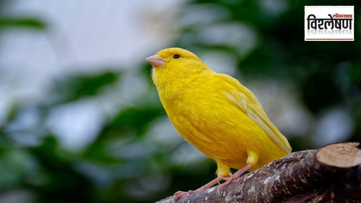 विश्लेषण : आशियातील मागणीमुळे घटताहेत आफ्रिकेतील पक्षी... १० लाख जिवंत पक्ष्यांचा व्यापार नेमका कशासाठी?