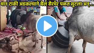 bull Rescue video viral