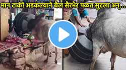 बैलाच्या मानेत अडकली पाण्याची टाकी, घाबरून सैरभैर पळत सुटला अन्…; भररस्त्यात काय घडलं, पाहा थरारक VIDEO