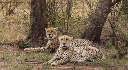 उलटा चष्मा : बछड्याचा ‘मोह’त्याग