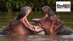 cocaine hippos