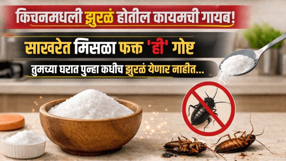 cockroach upay in marathi Cockroach killer at home remedies to get rid of cockroaches zural aushadh in marathi