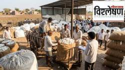 विश्लेषण : कापूस दरवाढीचा शेतकर्‍यांना फायदा होणार का?