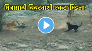 dog saved friend life from leopard video