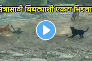 dog saved friend life from leopard video