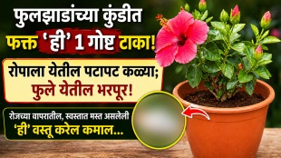 how to grow roses, jaswandi flowers at Home made khat for flowers and plants chaipowder khat jugad tips