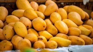Konkan Hapus Mango Price Vashi Market | Alphonso Mango Supply Maharashtra | Akshaya Tritya Mango Rates Mumbai | Ratnagiri Devgad Hapus News