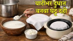 घरच्याघरी वाटीभर दुधात बनवा घट्ट दही; योग्य तापमान, दूध, भांडं कसं असावं? फक्त ‘या’ ५ गोष्टी ठेवा लक्षात