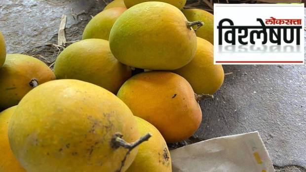 artificially ripened mangoes identification guide | hyderabad police mango raid news | calcium carbide mango health risks | how to check mango quality at home