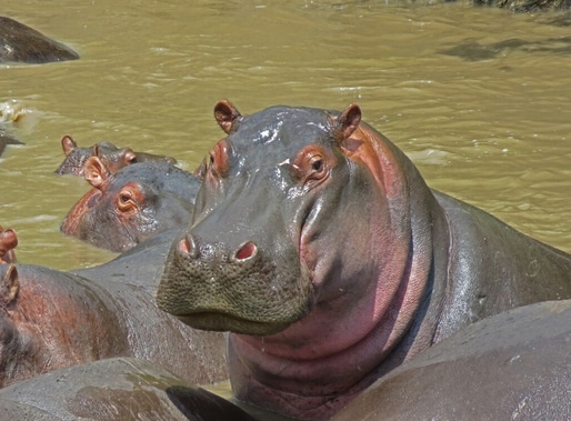 Hippos