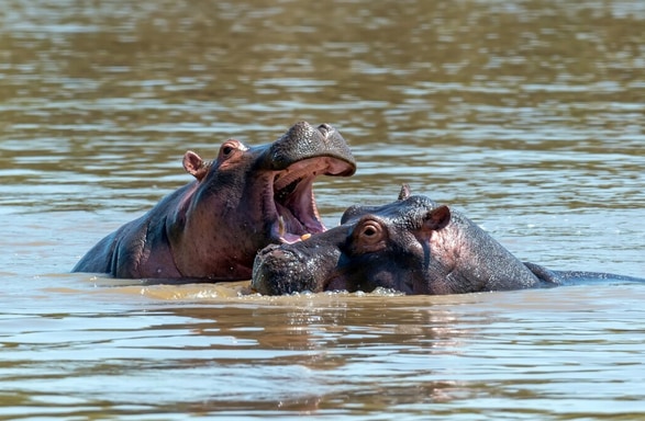 Hippos