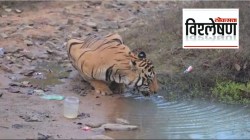 प्लास्टिकमुक्त जंगल केवळ कागदावरच, वास्तवात कधी उतरणार?