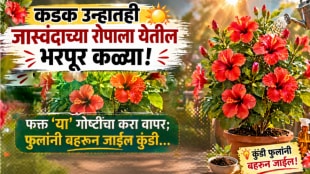 jaswand flower growing tips fertilizer hibiscus plant care at home khat for jaswand plant gardening tips in marathi