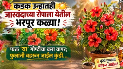 जास्वंदाच्या रोपाला येतील भरपूर कळ्या; फक्त ‘या’ गोष्टींचा करा वापर; फुलांनी भरेल कुंडी