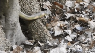 king-cobra-spotted-dodamarg-sawantwadi-talkat-sahyadri-biodiversity-news-2026