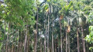 Konkan betel nut farming crisis | Rajapur supari bagayatdar loss | Climate change impact on Maharashtra agriculture | Betel nut fruit drop disease Koleroga