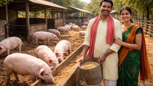 Maharashtra Pig Farming Scheme Subsidy | Varah Palan Yojana Nagpur | Mukhyamantri Pashudhan Udyojakata Yojana | Government Subsidy for Animal Husbandry Maharashtra
