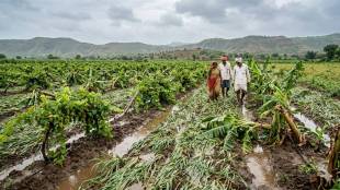 Maharashtra government crop damage compensation | Unseasonal rain relief funds for farmers | Nashik Jalgaon Gadchiroli crop loss | Krishi Sanman Nidhi Maharashtra updates