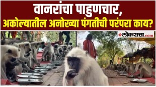 The story of the unique monkeys of Akola
